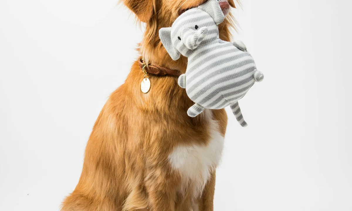 Productos y accesorios para mascotas